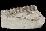 String Of Cretaceous Fossil Fish Vertebrae - Kansas #115078-2